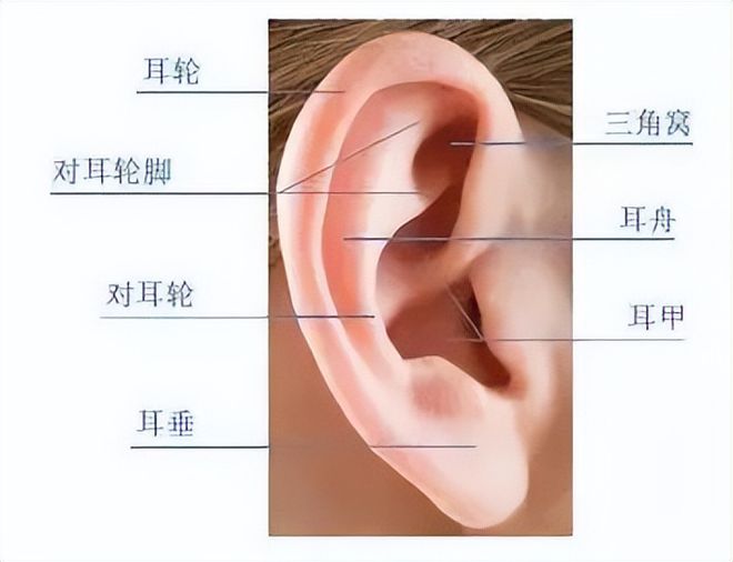 耳朵上有颗痣代表聪明，指纹有两个完好的圈代表富贵